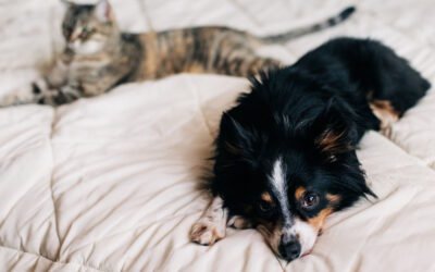10 Reden Warom Zijn Honden Beter Dan Katten