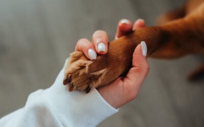 Waarom likt hond aan poot: Een diepgaande analyse