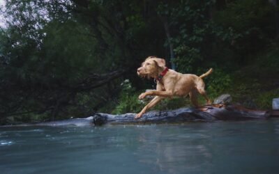 Top 10 Slimste Hondenrassen en Waarom Zijn zo Slim