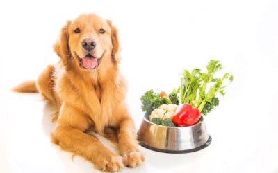 Vegetarisch hond dieet – Kan een hond vegetarisch zijn