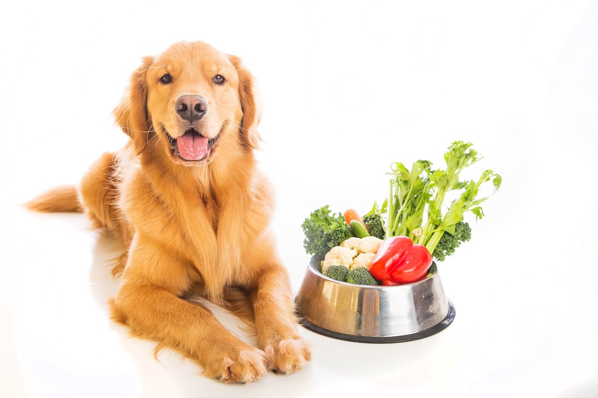 vegetarisch hond dieet