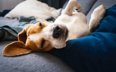 Waarom Slapen Honden op Hun Rug