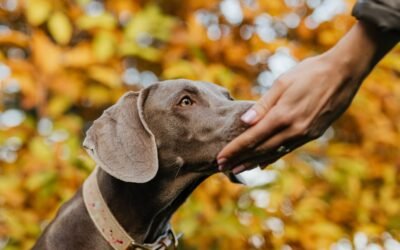 Wat als een hond aan je kruis ruikt?