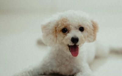 Hoe Vaak Moet Ik Mijn Hond Wassen?