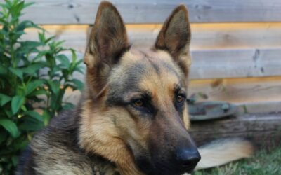 Waar Kan Ik Een Overzicht Van Hondenrassen Vinden?