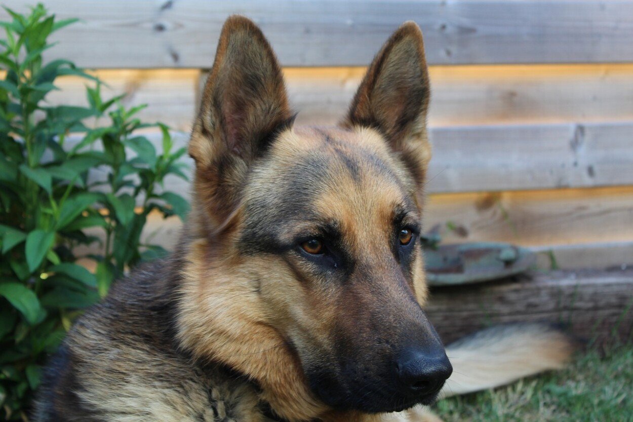 Waar Kan Ik Een Overzicht Van Hondenrassen Vinden?