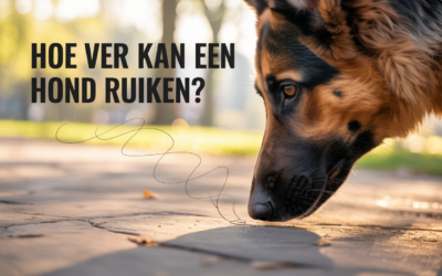 Hoe ver kan een hond ruiken? Afstanden, weetjes & praktische tips